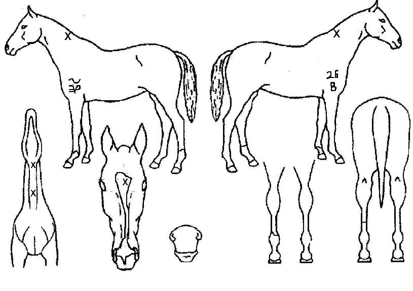 ������ ����,���,�޸�,�λ�,�ٸ��� Ư¡����