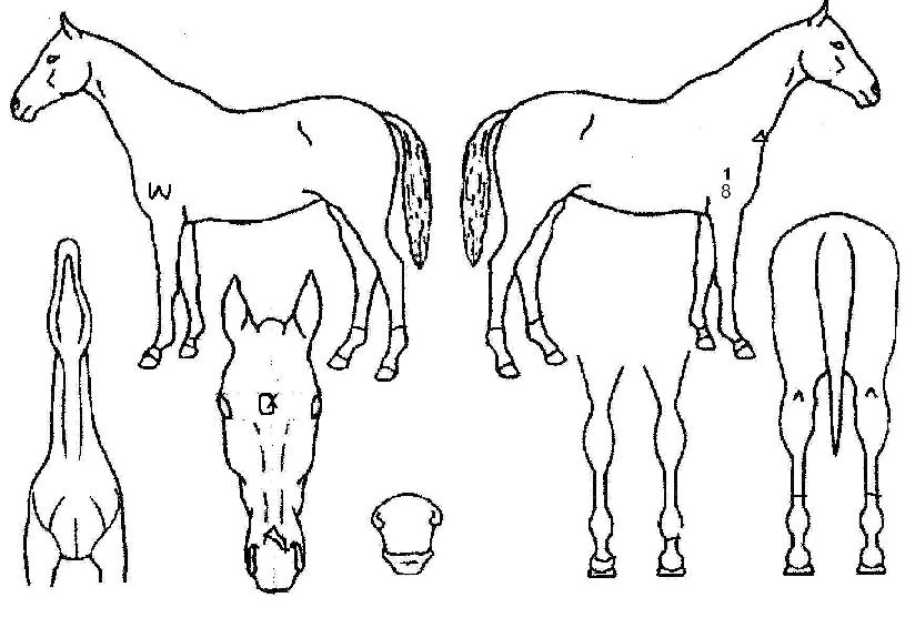 �����׹��� ����,���,�޸�,�λ�,�ٸ��� Ư¡����