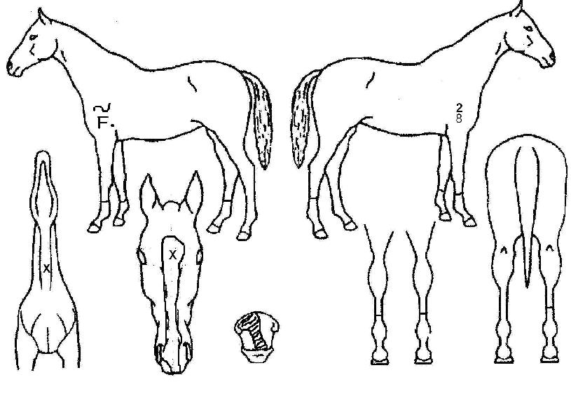 ���￡�̽��� ����,���,�޸�,�λ�,�ٸ��� Ư¡����