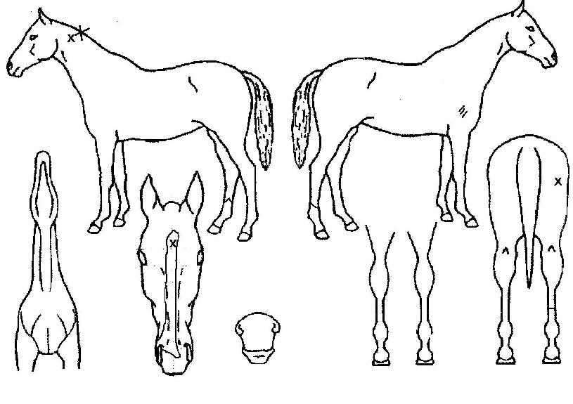 ����Ʈĳ���� ����,���,�޸�,�λ�,�ٸ��� Ư¡����