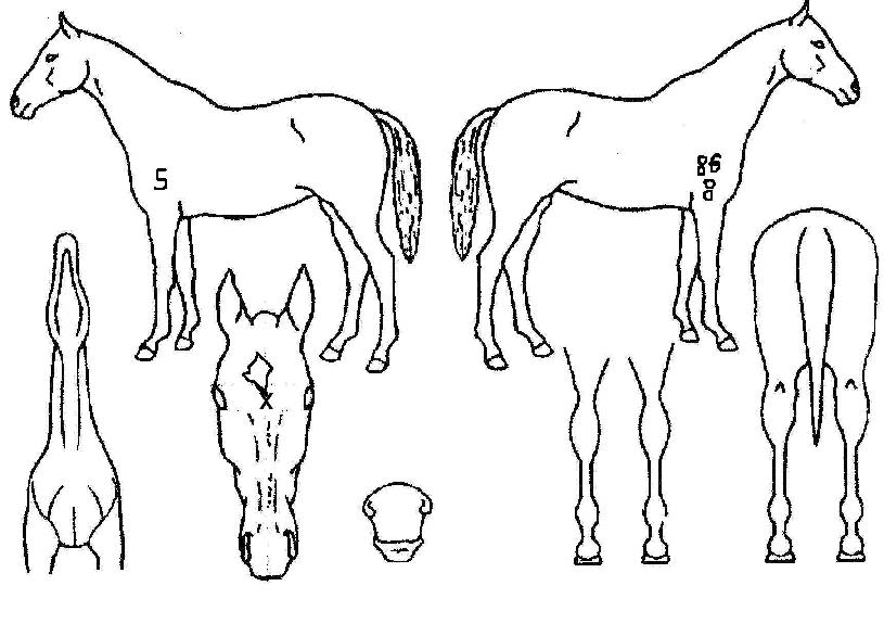 �����н�ũ���� ����,���,�޸�,�λ�,�ٸ��� Ư¡����