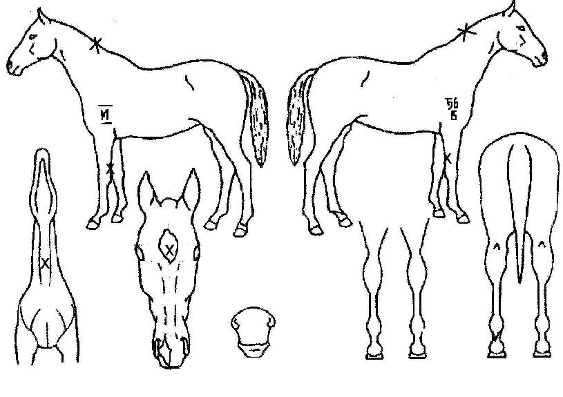 �ڸ��ȵ帲�� ����,���,�޸�,�λ�,�ٸ��� Ư¡����