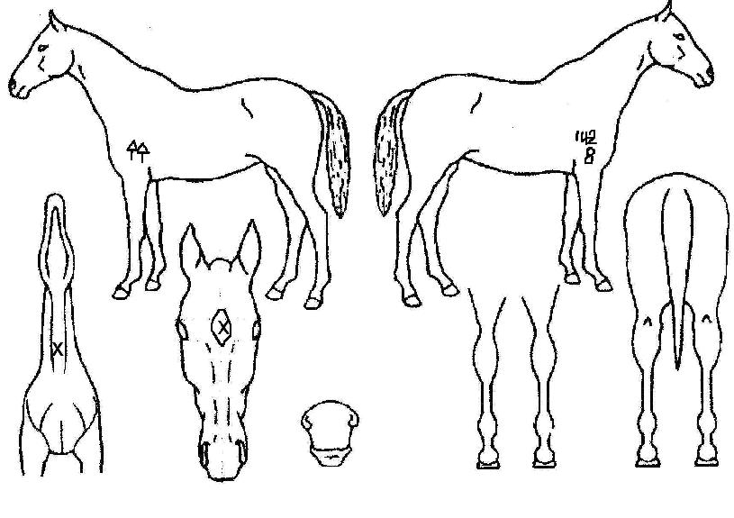 ¼ºÆÄȲÁ¦ÀÇ Ãø¸é,¿ì¸é,µÞ¸é,µÎ»ó,´Ù¸®ÀÇ Æ¯Â¡µµÇØ