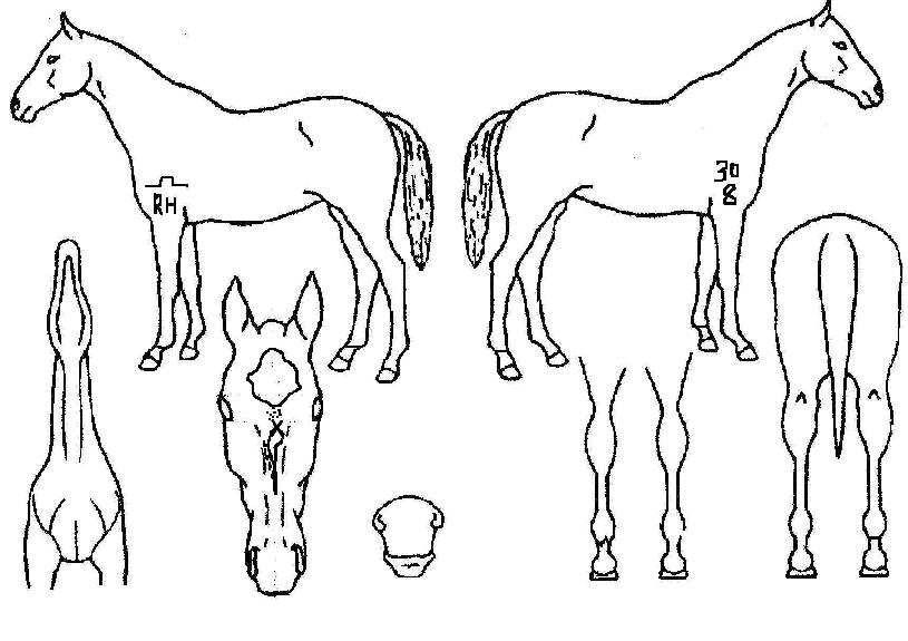 ¶÷Æ÷ÀÇ Ãø¸é,¿ì¸é,µÞ¸é,µÎ»ó,´Ù¸®ÀÇ Æ¯Â¡µµÇØ