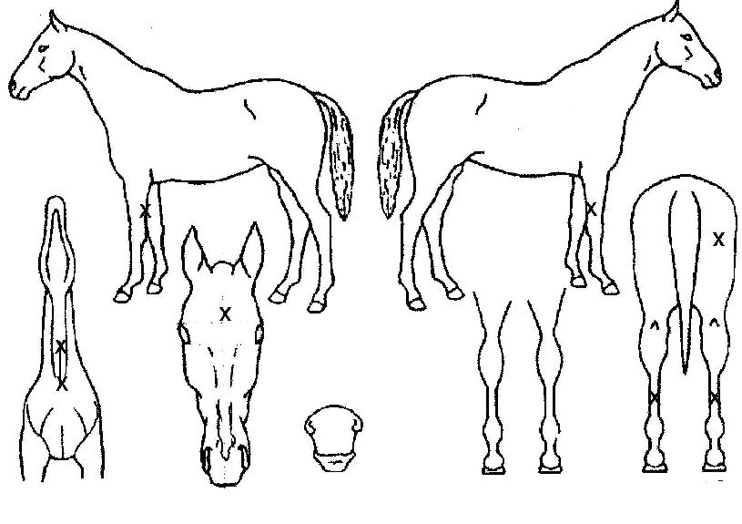 ·çºñÁ¼Á¼ÇÀÇ Ãø¸é,¿ì¸é,µÞ¸é,µÎ»ó,´Ù¸®ÀÇ Æ¯Â¡µµÇØ