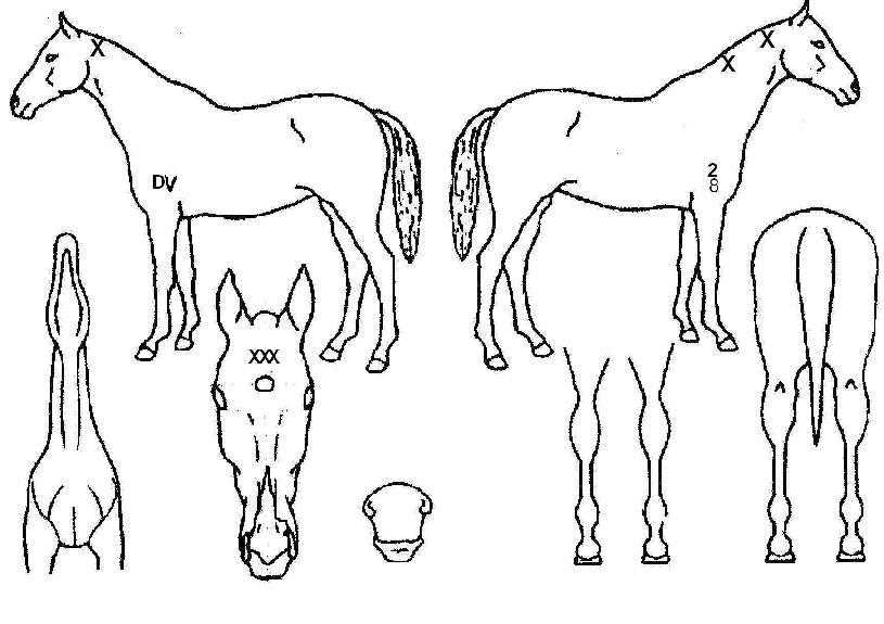 ¹ø°³¹Ù¶÷ÀÇ Ãø¸é,¿ì¸é,µÞ¸é,µÎ»ó,´Ù¸®ÀÇ Æ¯Â¡µµÇØ