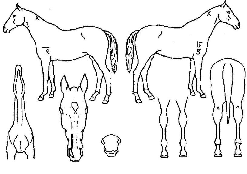 õ¸¸µ¹ÀÌÀÇ Ãø¸é,¿ì¸é,µÞ¸é,µÎ»ó,´Ù¸®ÀÇ Æ¯Â¡µµÇØ