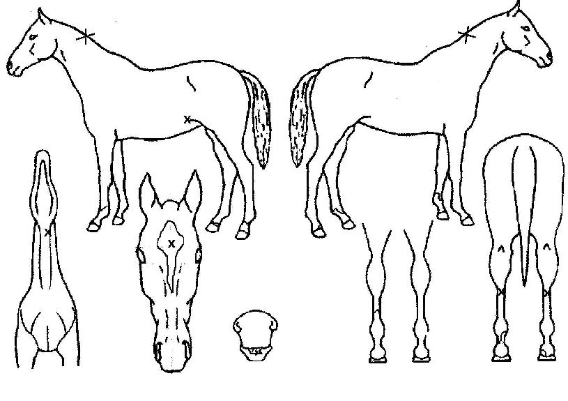 ���Ϸ���ᷯ���� ����,���,�޸�,�λ�,�ٸ��� Ư¡����