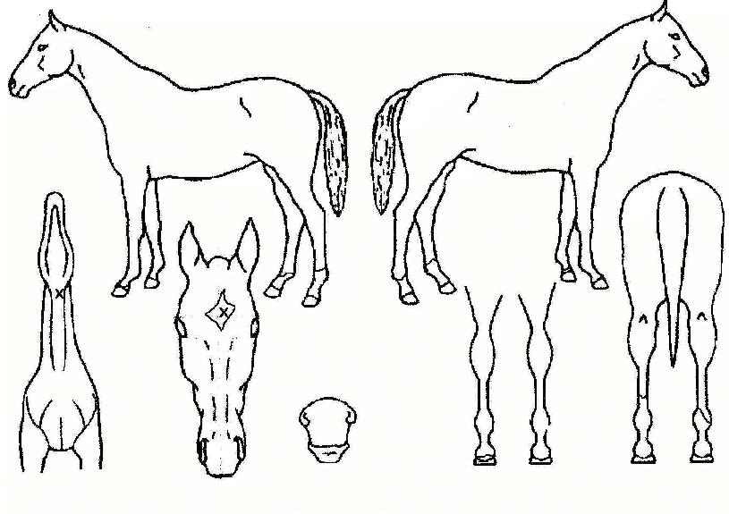 ½ºÅ¸¸´¹Ù¿îµåÀÇ Ãø¸é,¿ì¸é,µÞ¸é,µÎ»ó,´Ù¸®ÀÇ Æ¯Â¡µµÇØ