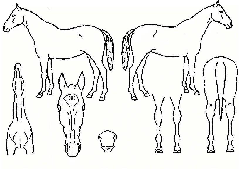 ÇöóÀ×µ¥ºíÀÇ Ãø¸é,¿ì¸é,µÞ¸é,µÎ»ó,´Ù¸®ÀÇ Æ¯Â¡µµÇØ