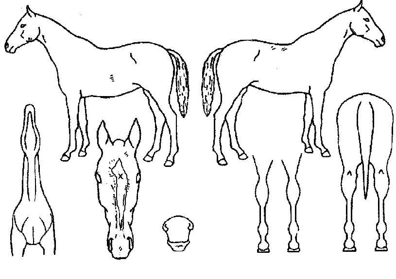 ¹ë¸®¾ðÆ®ÄýÀÇ Ãø¸é,¿ì¸é,µÞ¸é,µÎ»ó,´Ù¸®ÀÇ Æ¯Â¡µµÇØ