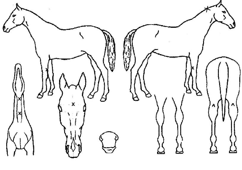 ³ë¿øÅõÆ®·¯½ºÆ®ÀÇ Ãø¸é,¿ì¸é,µÞ¸é,µÎ»ó,´Ù¸®ÀÇ Æ¯Â¡µµÇØ