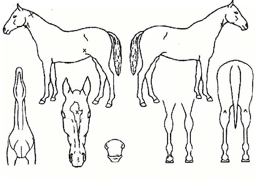 ¸ÓÁ¦½ºÆ½¿¥ÇÁ¸®½ºÀÇ Ãø¸é,¿ì¸é,µÞ¸é,µÎ»ó,´Ù¸®ÀÇ Æ¯Â¡µµÇØ