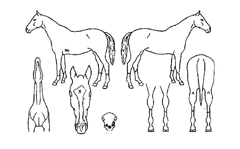 ������Ʈ�� ����,���,�޸�,�λ�,�ٸ��� Ư¡����