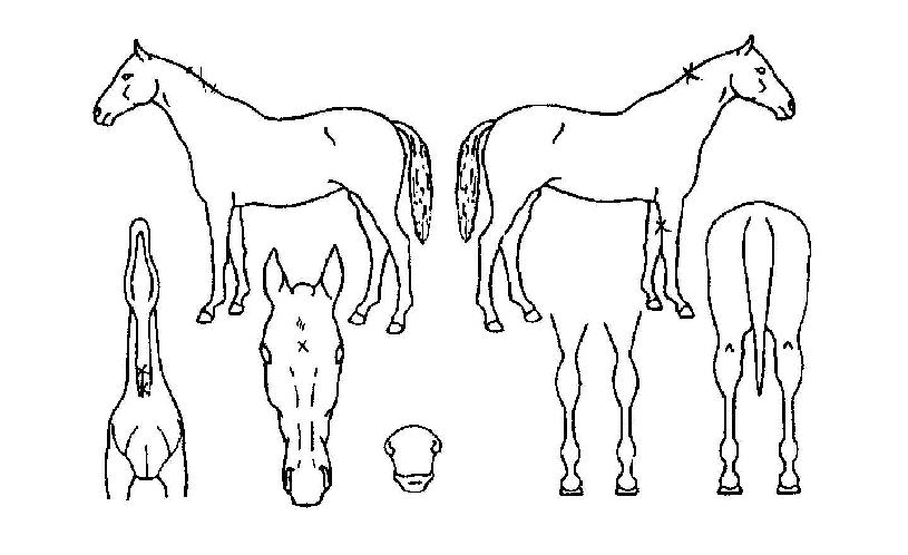 ³ÐÀº±â»óÀÇ Ãø¸é,¿ì¸é,µÞ¸é,µÎ»ó,´Ù¸®ÀÇ Æ¯Â¡µµÇØ