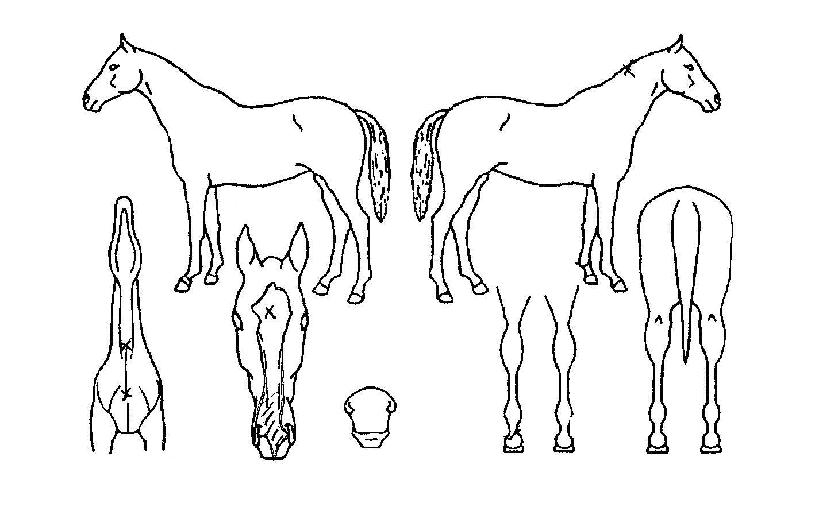 ����Ʈ���� ����,���,�޸�,�λ�,�ٸ��� Ư¡����