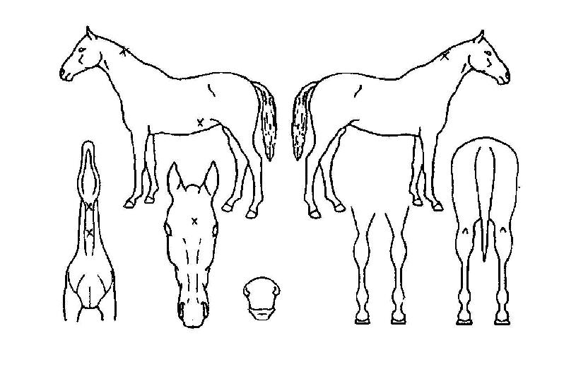 µñ½Ã±º´ÜÀÇ Ãø¸é,¿ì¸é,µÞ¸é,µÎ»ó,´Ù¸®ÀÇ Æ¯Â¡µµÇØ