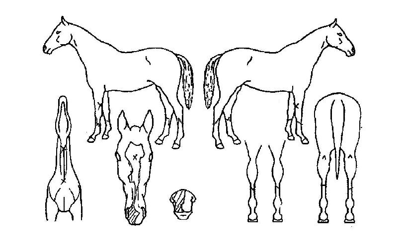 ¾ÆÆ¼½º·çÀÇ Ãø¸é,¿ì¸é,µÞ¸é,µÎ»ó,´Ù¸®ÀÇ Æ¯Â¡µµÇØ