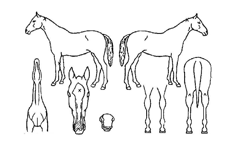 ´ë¾÷ÀÇ Ãø¸é,¿ì¸é,µÞ¸é,µÎ»ó,´Ù¸®ÀÇ Æ¯Â¡µµÇØ