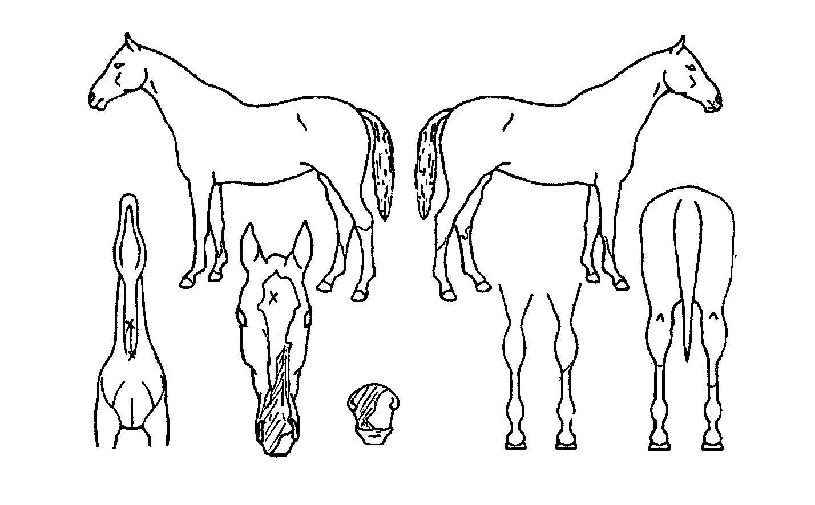 �ս��ǵ��� ����,���,�޸�,�λ�,�ٸ��� Ư¡����