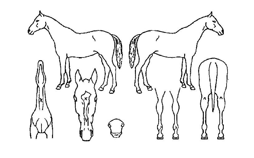 �ٸ���ķ���� ����,���,�޸�,�λ�,�ٸ��� Ư¡����