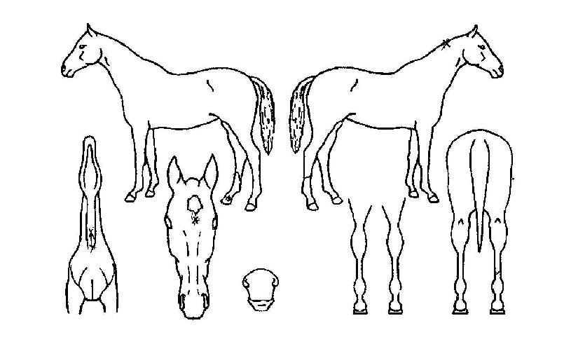 ¼º°øÆÛ·¹À̵åÀÇ Ãø¸é,¿ì¸é,µÞ¸é,µÎ»ó,´Ù¸®ÀÇ Æ¯Â¡µµÇØ