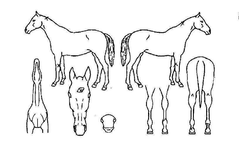 ¹Ì½ºÅÍ³ë´øÀÇ Ãø¸é,¿ì¸é,µÞ¸é,µÎ»ó,´Ù¸®ÀÇ Æ¯Â¡µµÇØ