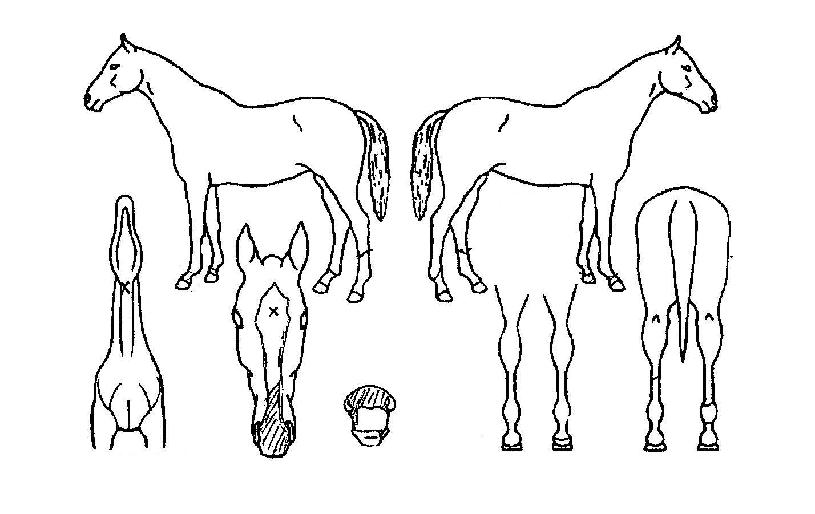 Æ÷Æ®ºê¶óÀ̾ðÀÇ Ãø¸é,¿ì¸é,µÞ¸é,µÎ»ó,´Ù¸®ÀÇ Æ¯Â¡µµÇØ