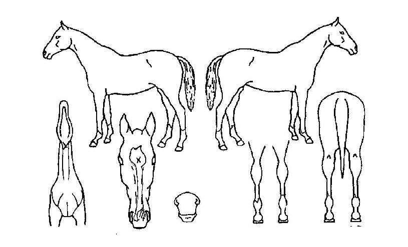 À£Ä¸Á¶ÀÌÀÇ Ãø¸é,¿ì¸é,µÞ¸é,µÎ»ó,´Ù¸®ÀÇ Æ¯Â¡µµÇØ