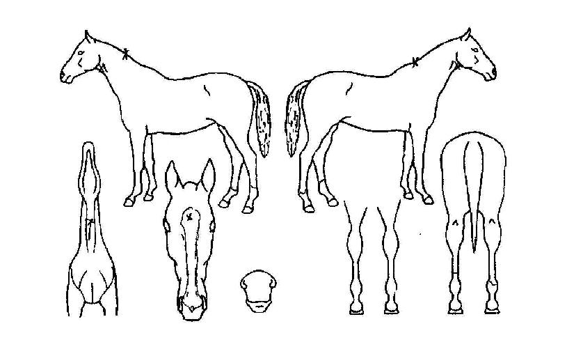 �����Ͽ콺�ڸ��� ����,���,�޸�,�λ�,�ٸ��� Ư¡����