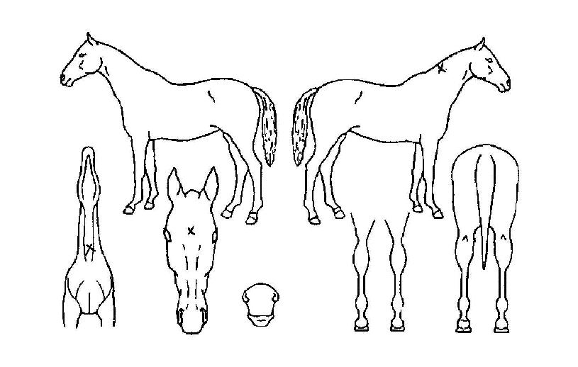 ����������� ����,���,�޸�,�λ�,�ٸ��� Ư¡����