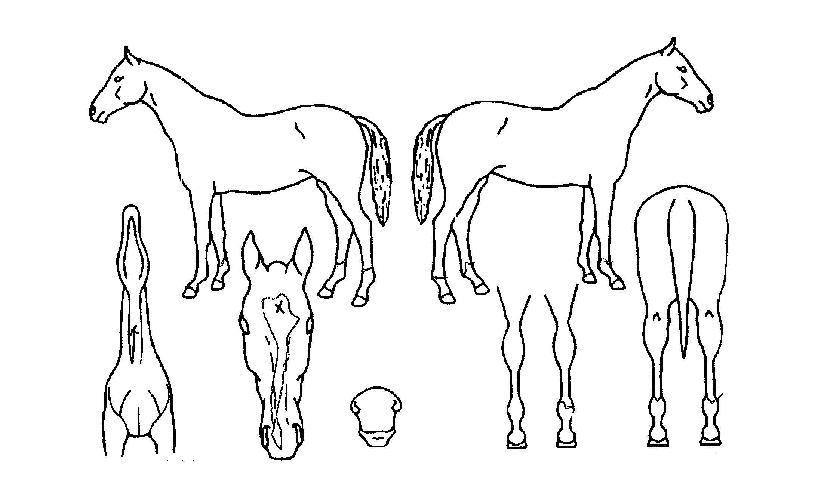 ��Ǫ����ħ�� ����,���,�޸�,�λ�,�ٸ��� Ư¡����