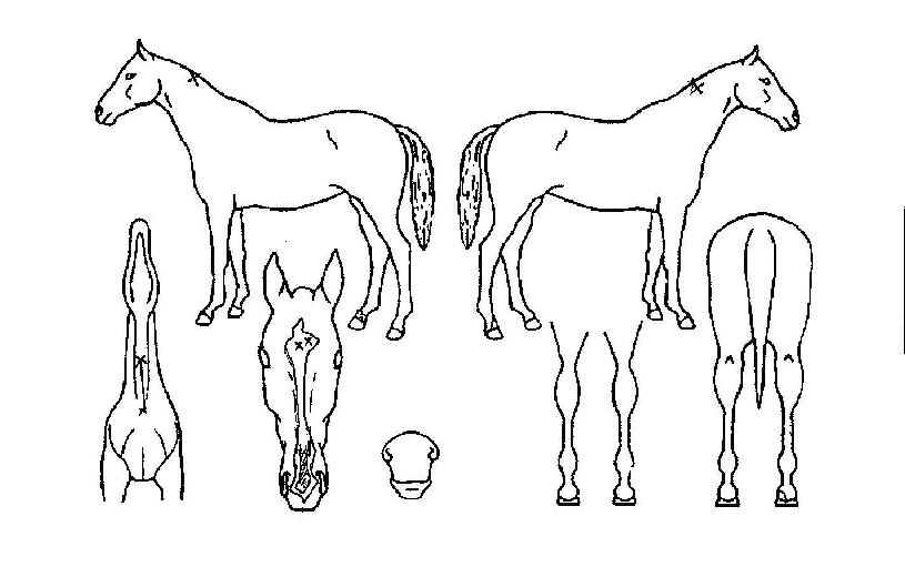 ����ũ���佺�� ����,���,�޸�,�λ�,�ٸ��� Ư¡����