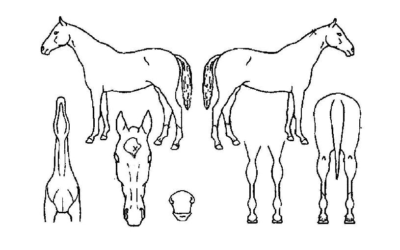 ºÒÆÐµ¿ÀÚÀÇ Ãø¸é,¿ì¸é,µÞ¸é,µÎ»ó,´Ù¸®ÀÇ Æ¯Â¡µµÇØ