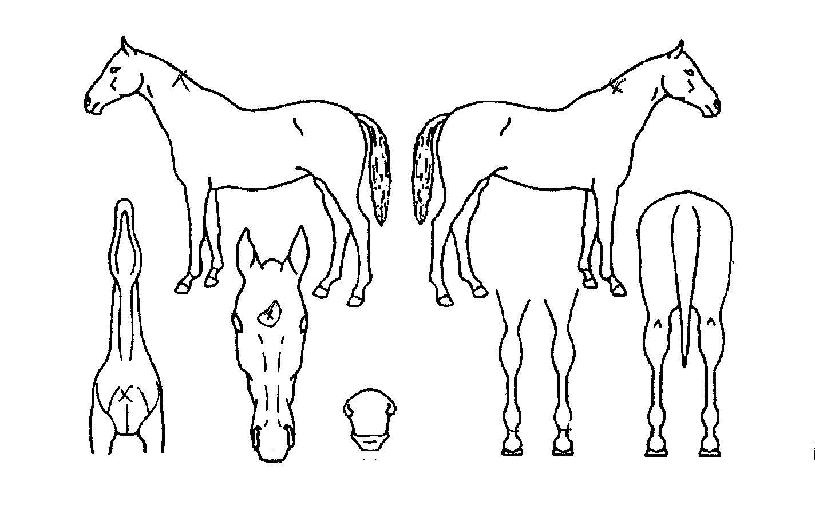 ¼¾ÅÊÅ©ÀÇ Ãø¸é,¿ì¸é,µÞ¸é,µÎ»ó,´Ù¸®ÀÇ Æ¯Â¡µµÇØ