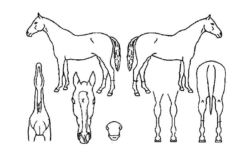 ��õ�ǰ�ȣ�� ����,���,�޸�,�λ�,�ٸ��� Ư¡����