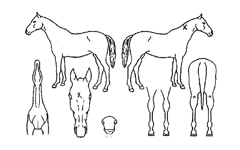 ��õ������ ����,���,�޸�,�λ�,�ٸ��� Ư¡����