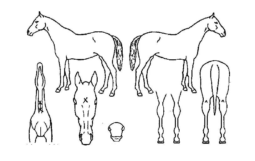 º¼Æ®ÀÎõÀÇ Ãø¸é,¿ì¸é,µÞ¸é,µÎ»ó,´Ù¸®ÀÇ Æ¯Â¡µµÇØ