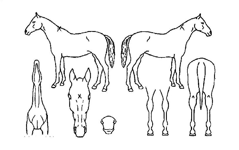 ¹Ì½ºÆ¼ÄÃÀú´ÏÀÚ¸¶ÀÇ Ãø¸é,¿ì¸é,µÞ¸é,µÎ»ó,´Ù¸®ÀÇ Æ¯Â¡µµÇØ