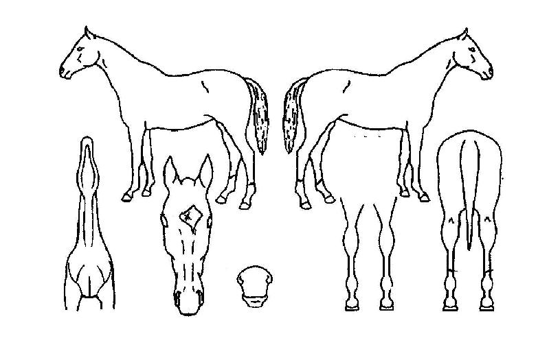 ��õ�ҳ�Ÿ�� ����,���,�޸�,�λ�,�ٸ��� Ư¡����