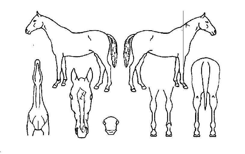 ÀÎõÀDZâ»ÝÀÇ Ãø¸é,¿ì¸é,µÞ¸é,µÎ»ó,´Ù¸®ÀÇ Æ¯Â¡µµÇØ