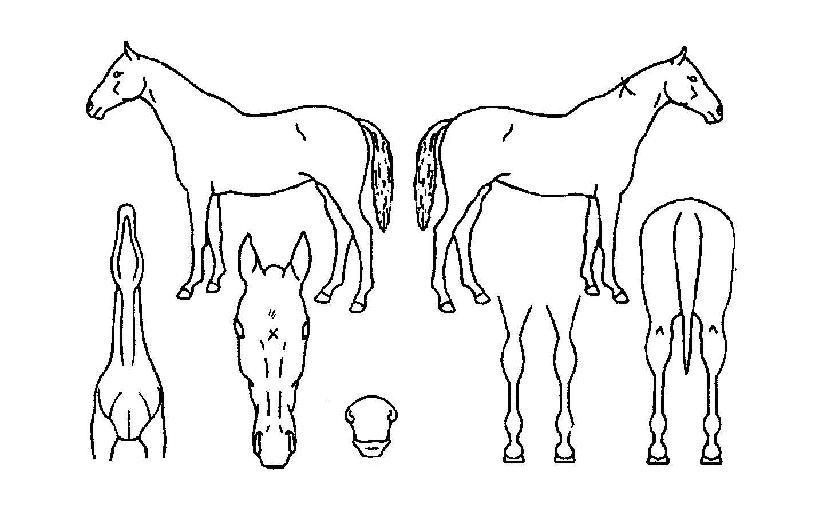 ��õ�Ƿ����� ����,���,�޸�,�λ�,�ٸ��� Ư¡����