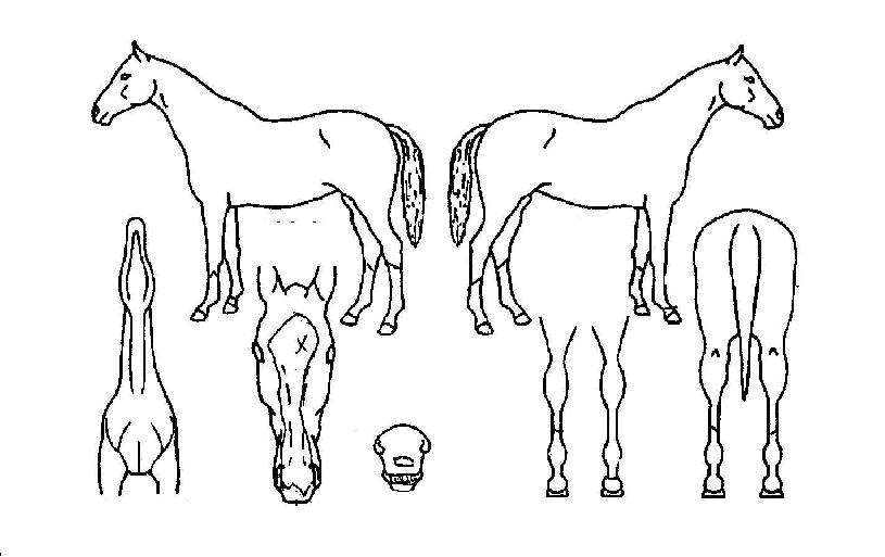 ¹®Çл꼺ÀÇ Ãø¸é,¿ì¸é,µÞ¸é,µÎ»ó,´Ù¸®ÀÇ Æ¯Â¡µµÇØ