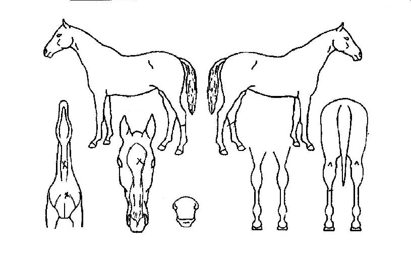 ����Ƽ������ ����,���,�޸�,�λ�,�ٸ��� Ư¡����