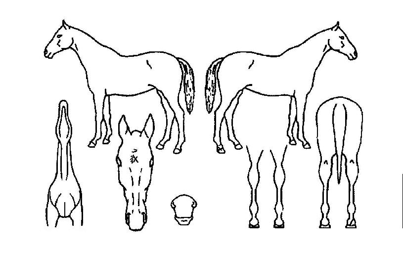 ³×ºñ°ÔÀÌÅÍÀÇ Ãø¸é,¿ì¸é,µÞ¸é,µÎ»ó,´Ù¸®ÀÇ Æ¯Â¡µµÇØ