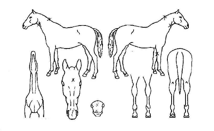 Á¦ÀÌÄÅ·¯ºêÀÇ Ãø¸é,¿ì¸é,µÞ¸é,µÎ»ó,´Ù¸®ÀÇ Æ¯Â¡µµÇØ