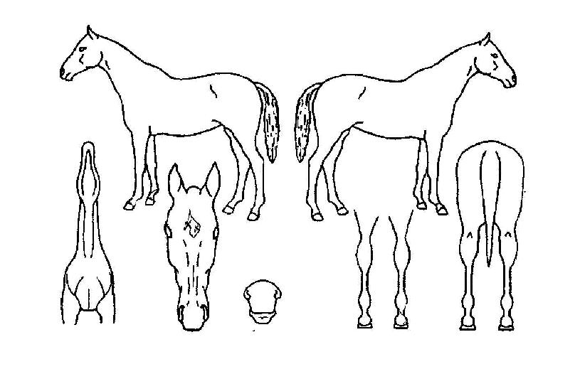 ���ʴ��� ����,���,�޸�,�λ�,�ٸ��� Ư¡����