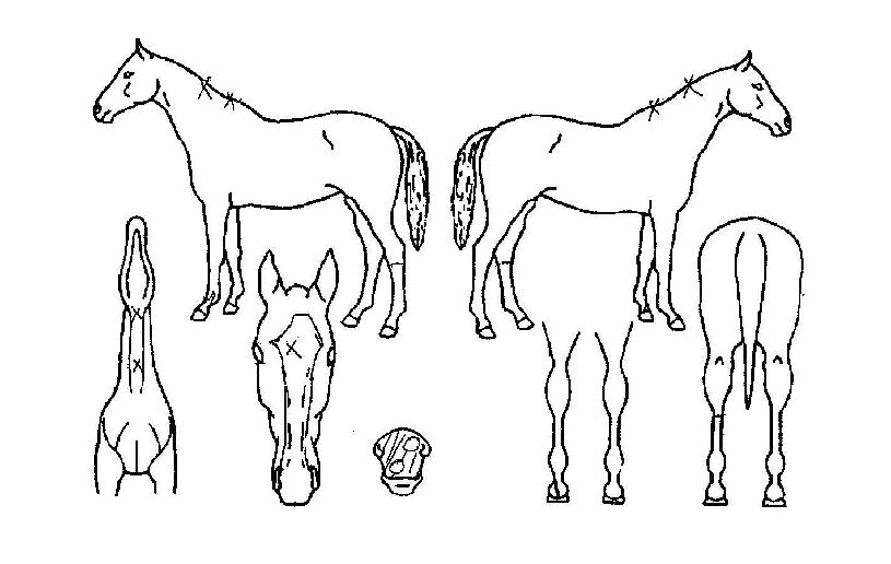 ¾î´À¼ø°£ÀÇ Ãø¸é,¿ì¸é,µÞ¸é,µÎ»ó,´Ù¸®ÀÇ Æ¯Â¡µµÇØ