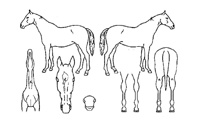 ¸Þ°£Æ÷½ºÀÇ Ãø¸é,¿ì¸é,µÞ¸é,µÎ»ó,´Ù¸®ÀÇ Æ¯Â¡µµÇØ