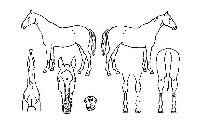 ��õ���� ����,���,�޸�,�λ�,�ٸ��� Ư¡����